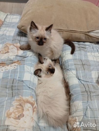 Отдам в добрые руки