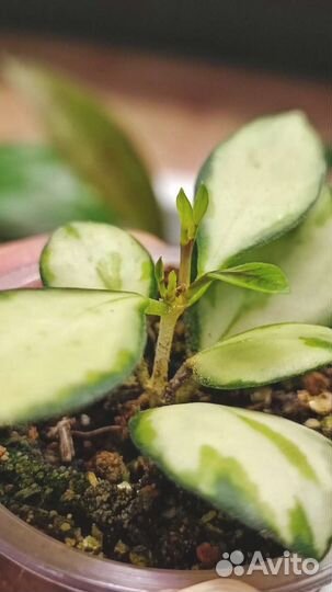 Хойи (излишки, укорененные)