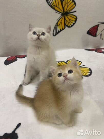 Британские котята