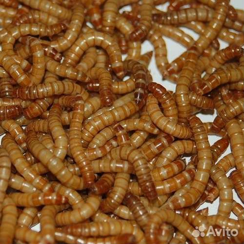 Мучной червь