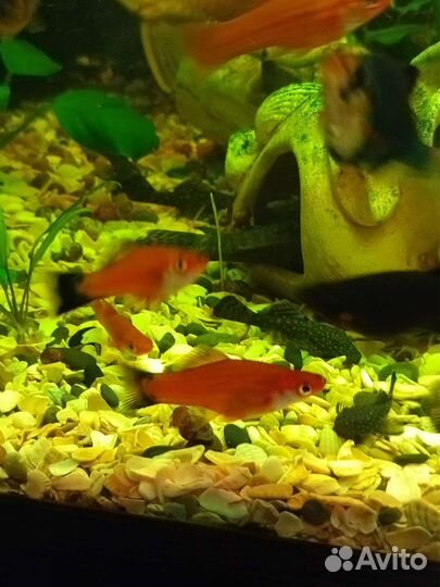 Аквариумные рыбки