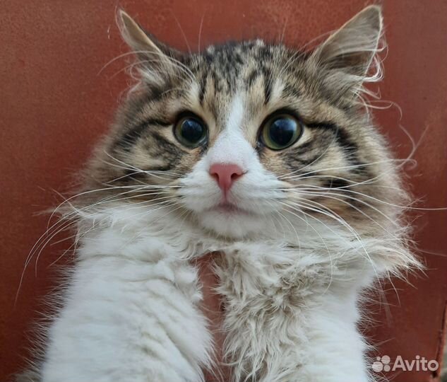 Красивый, молодой котик
