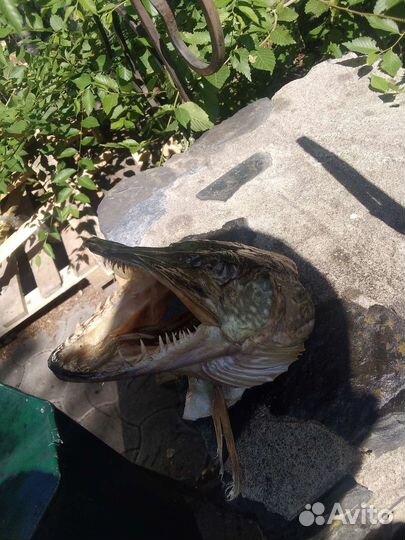 Чучело с головы щуки и других рыб