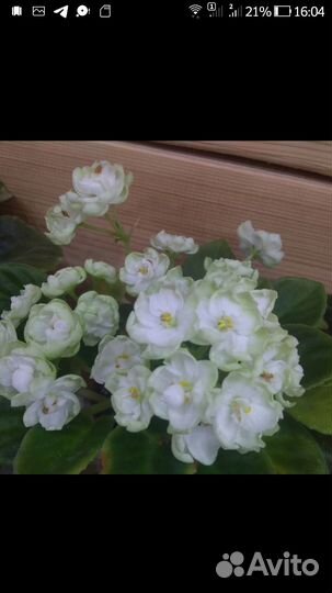 Фиалки срезом