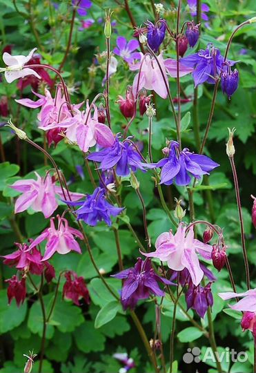 Неприхотливые цветущие многолетники