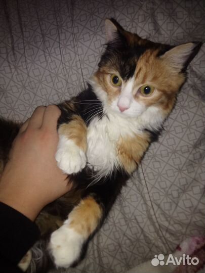 Дам на время кошку террористку