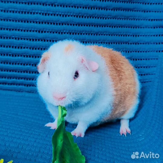 Морские свинки Американский тедди малыш