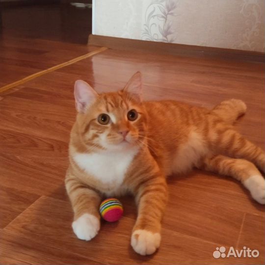Котик ищет дом