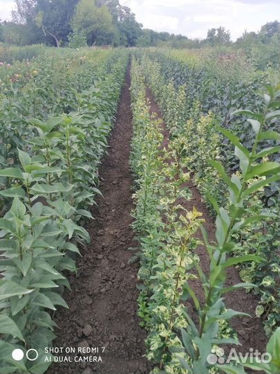 Сирень на штамбе