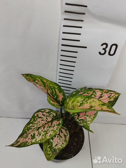 Аглаонема споттед стар