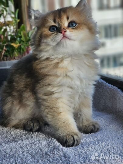 Кошечка золотая