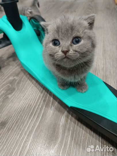 Шотландские котята