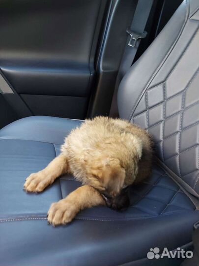 Собака в добрые руки щенок