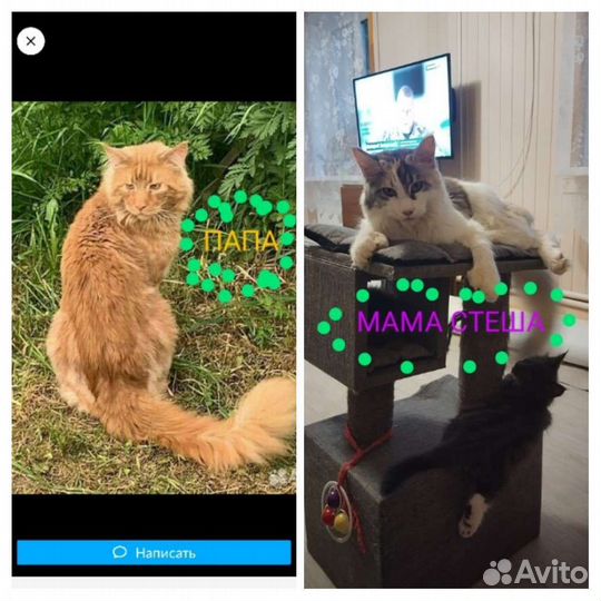 Котята мейн-кун