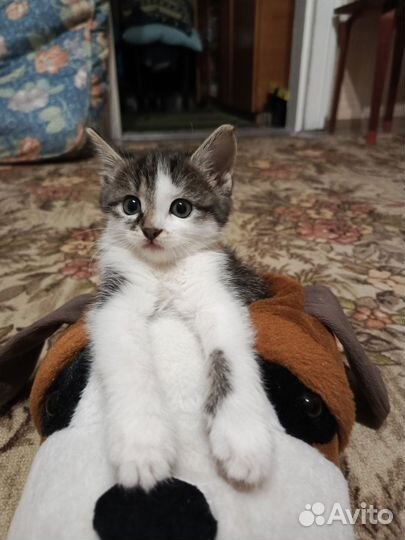 Мальчик- лапочка