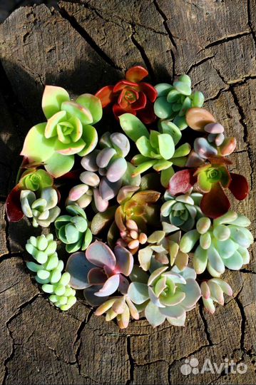 Наборы суккулентов