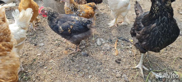 Цыплята,петушок ухейлюй