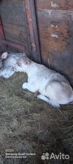 Бычок 1месяца