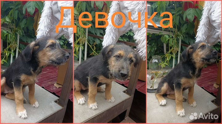 Спасённые щенки в добрые руки