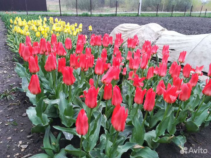 Луковицы тюльпанов