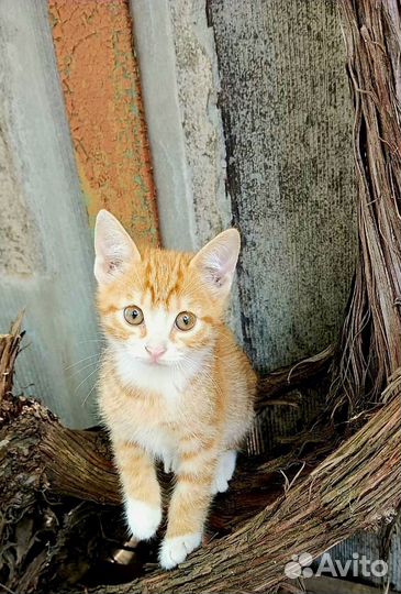 Рыжуля в дар