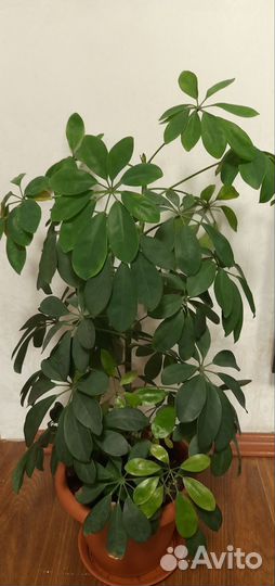 Шеффлера взрослое растение