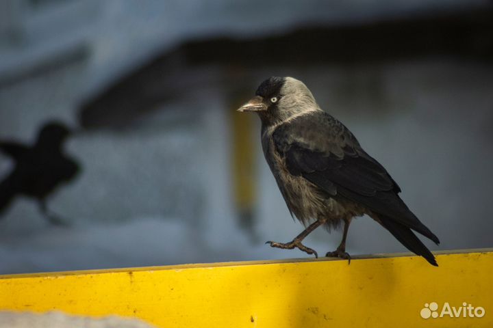 Объектив minolta 75-300 / 4,5 - 5,6