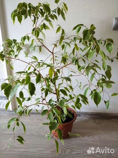 Фикус Бенджамина пестролистный