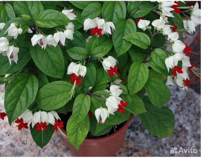 Клеродендрум томпсон