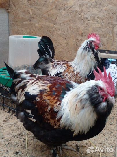 Петухи фавероль