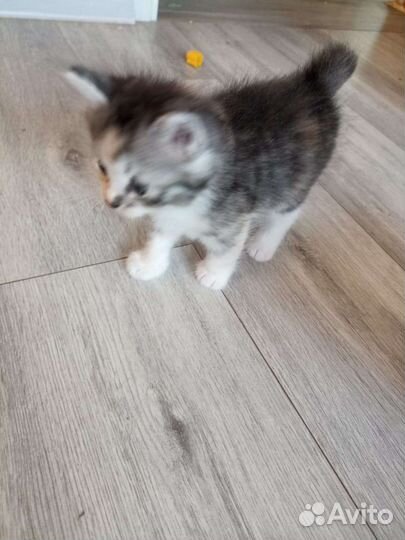 Котята от курильский бобтейл