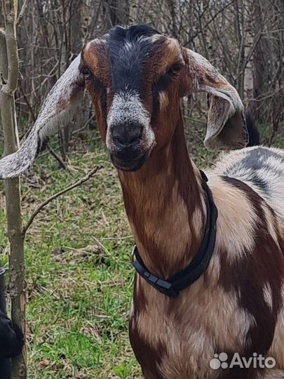 Козочки Англонубийские на племя
