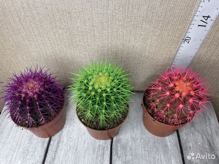 Кактус эхинокактус комнатные цветы