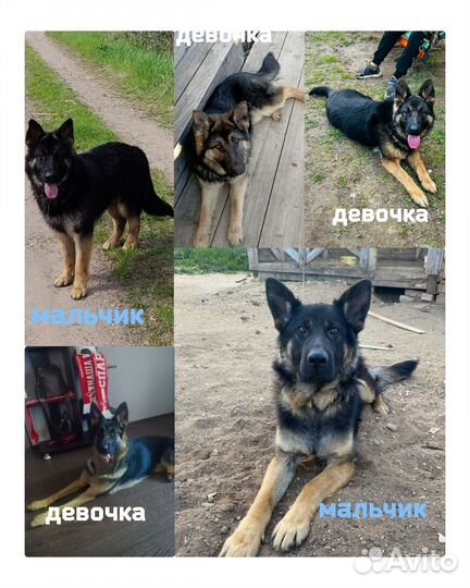 Щенки немецкой овчарки