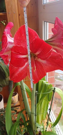 Гиппиаструм