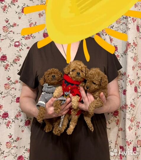 Мальтипу маленького роста мальчики