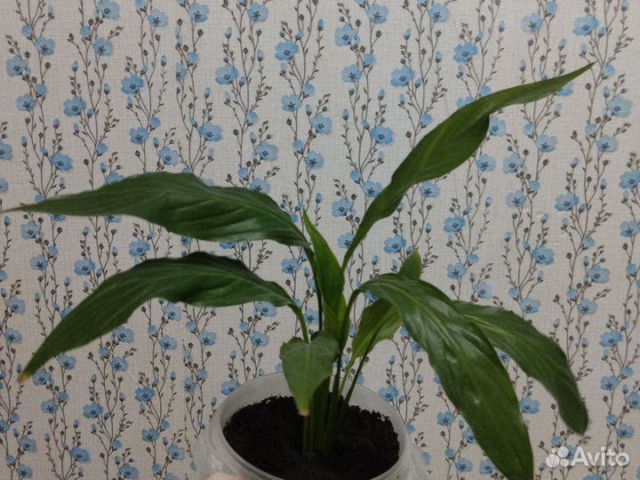 Спатифиллум