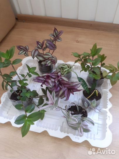 Традесканции