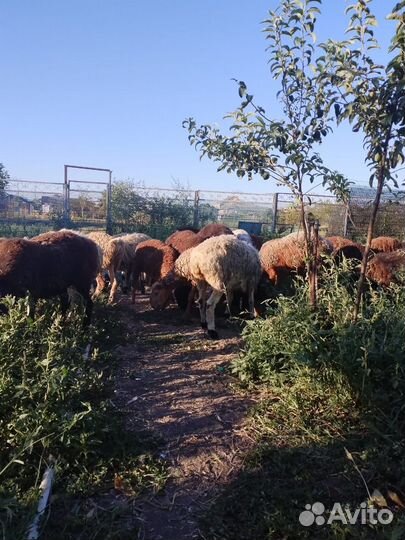 Курдючные бараны