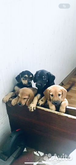 Милые щеночки