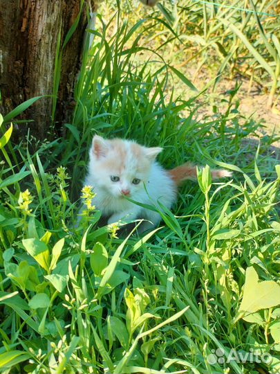 Котят-милашек в добрые руки