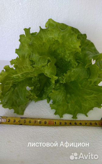 Салат листовой