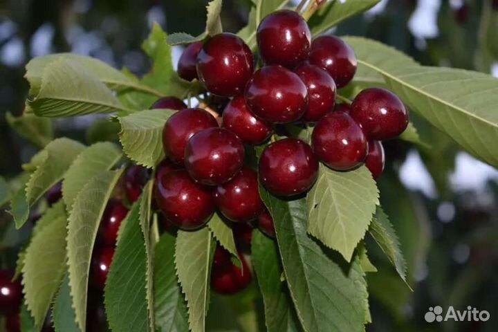 Черешня Овстуженка, саженцы