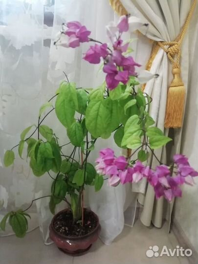 Цветы домашние