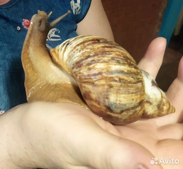Улитки ахатины бесплатно