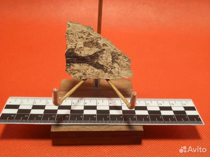 Отпечаток доисторической рыбы