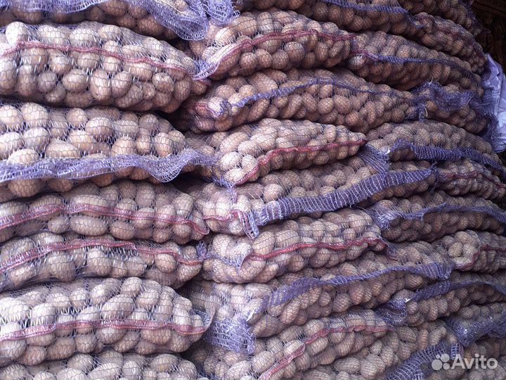 Картофель едовая