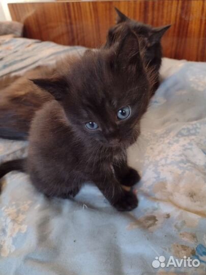 Кошка в дар