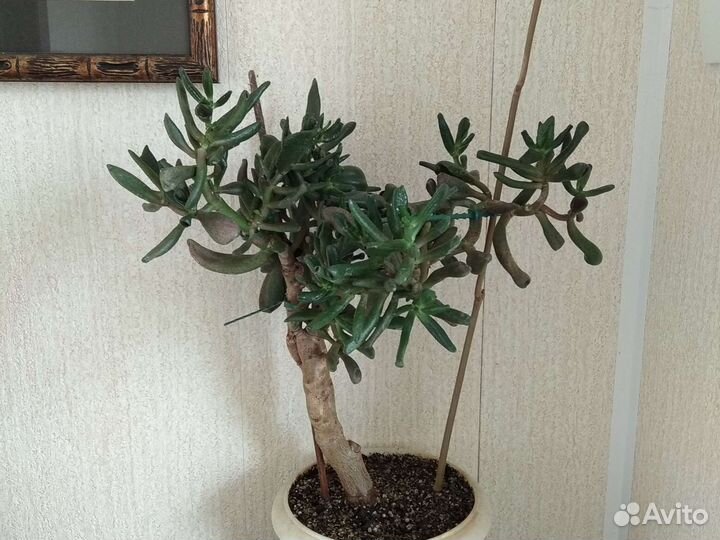 Толстянковые,крассула Хоббит,продам деток