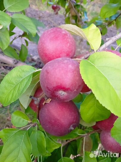 Яблоки Либерти